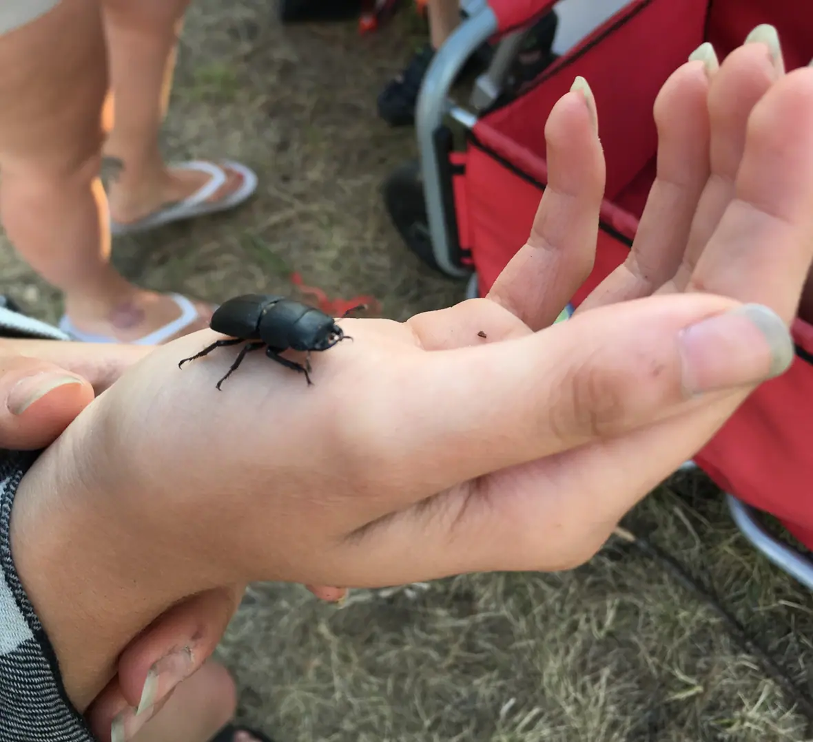Ein Hirschkäfer sitzt behutsam auf einer ausgestreckten Kinderhand.